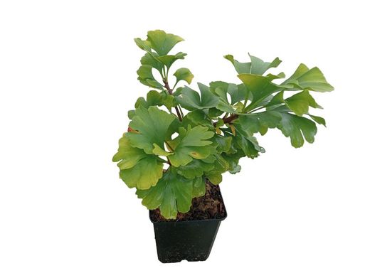 Ginkgo biloba Mariken, gingo nain