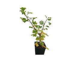 Ginkgo biloba Mariken, gingo nain