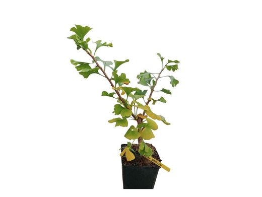 Ginkgo biloba Mariken, gingo nain