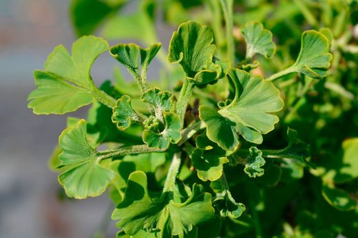 Ginkgo biloba Mariken, gingo nain