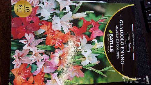 GLADIOLO ENANO, gladiolillo mezcla de colores
