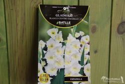 GLADIOLOS BLANCOS CON CENTRO AMARILLO