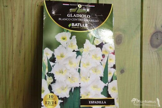 GLADIOLS BLANCS AVEC CENTRE JAUNE
