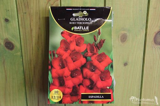 GLADIOLOS ROJOS TERCIOPELO. ESPADILLA
