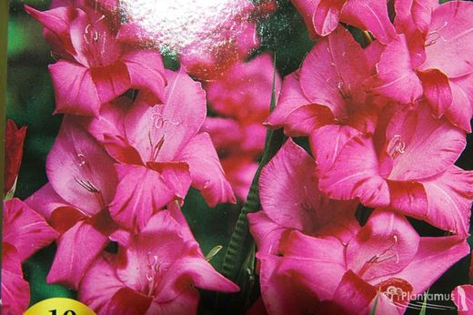 GLADIOLOS ROSA FUCSIA. ESPADILLA