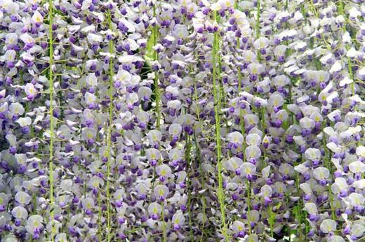 Glycine blanche et bleue, Wisteria floribunda 'Blanc et bleu'