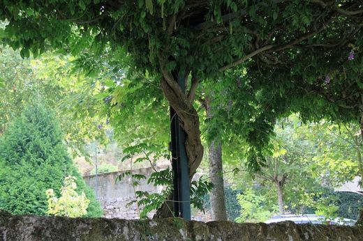 Glicínias lilás, Glicínias, Wisteria sinensis