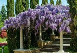 Glicínias lilás, Glicínias, Wisteria sinensis