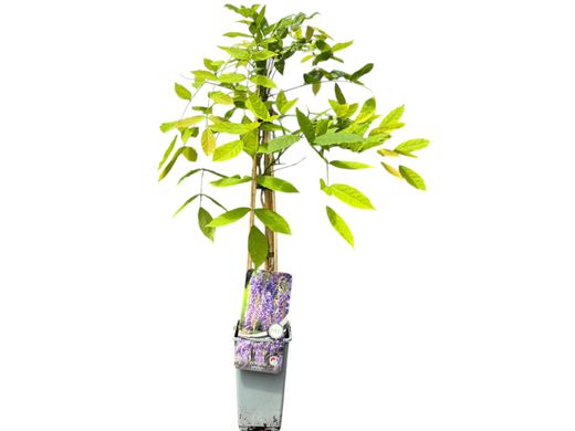 Glicinia lila, Glicina, Wisteria sinensis