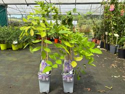 Glicinia lila, Glicina, Wisteria sinensis