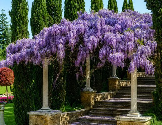 Lilas glycine, glycine | Wisteria sinensis