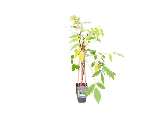 Glicinia morada, Wisteria sinensis Prolific