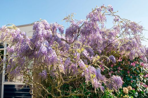 Glicinia morada, Wisteria sinensis Prolific