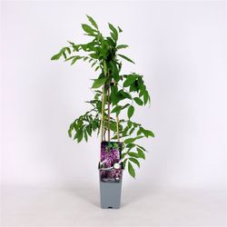 Glicínias cor de rosa, Wisteria floribunda 'Rosea'