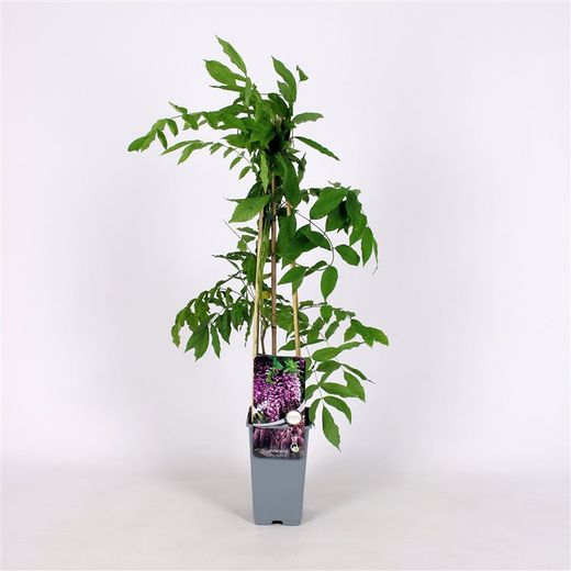 Glicínias cor de rosa, Wisteria floribunda 'Rosea'