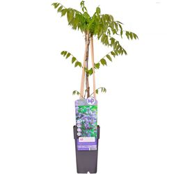 Glicinia violeta, Wisteria floribunda Black dragon