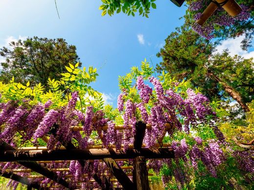 Glicinia violeta, Wisteria floribunda Black dragon