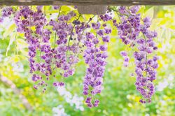 Glicinia violeta, Wisteria floribunda Black dragon