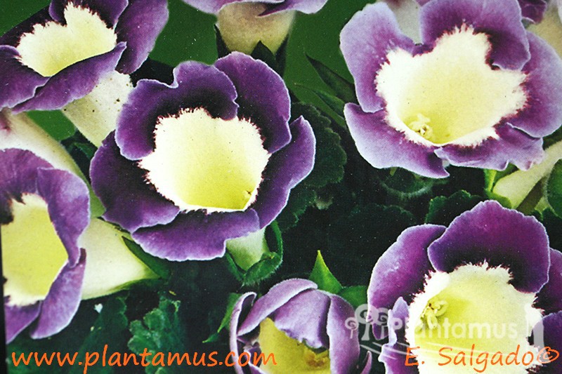 GLOXINIA AMARELA VIOLETA — Plantamus Nursery online