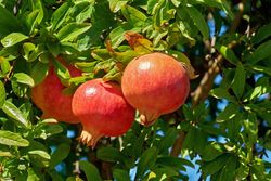 Granado, Punica granatum