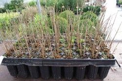 Granado, Punica granatum