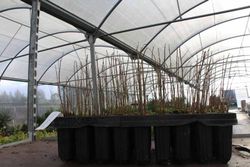 Granado, Punica granatum