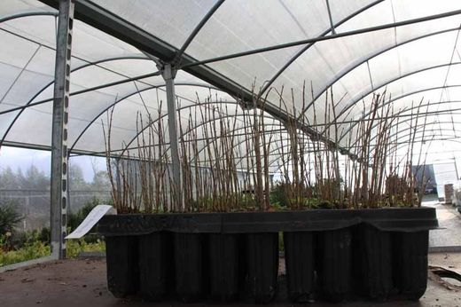 Granado, Punica granatum