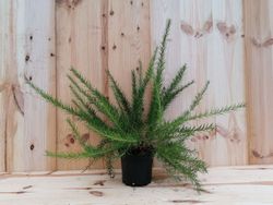 Grevillea juniperina