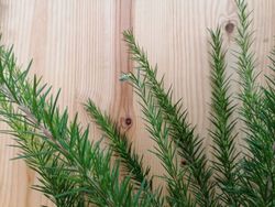 Grevillea juniperina