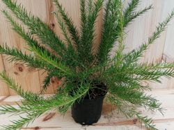 Grevillea juniperina