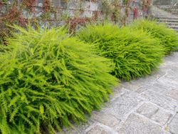 Grevillea juniperina