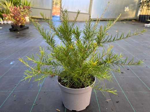 Grevillea juniperina