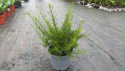 Grevillea juniperina
