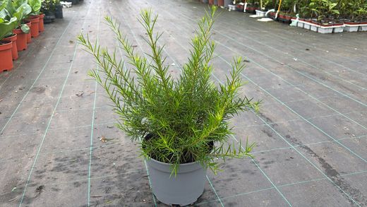 Grevillea juniperina