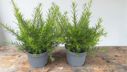 Grevillea juniperina