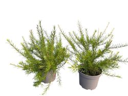 Grevillea juniperina