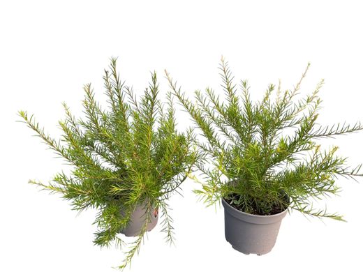 Grevillea juniperina