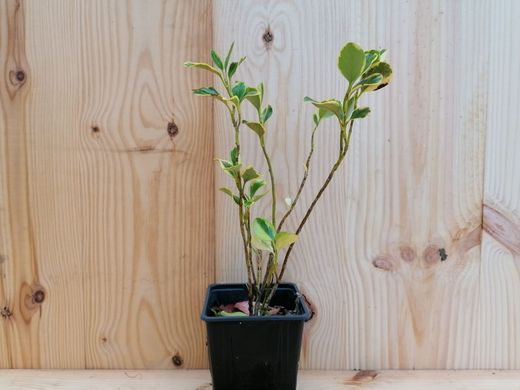Griselinia littoralis variegata