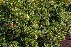 Griselinia littoralis variegata
