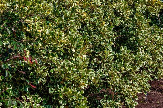 Griselinia littoralis variegata