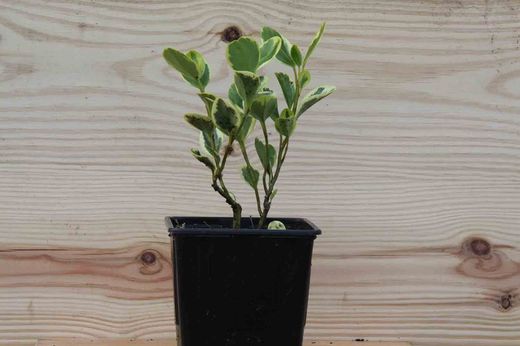 Griselinia littoralis variegata