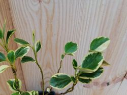 Griselinia littoralis variegata
