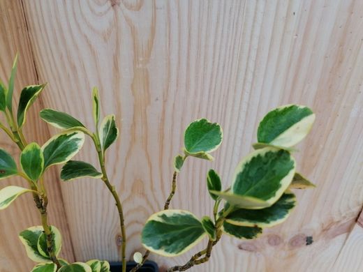 Griselinia littoralis variegata