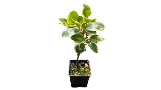 Griselinia littoralis variegata