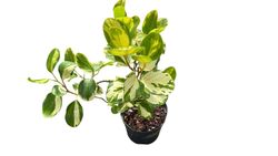 Griselinia littoralis variegata