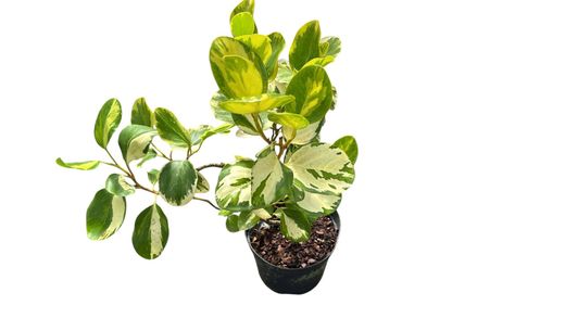 Griselinia littoralis variegata