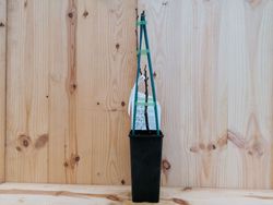 Grosella blanca, Ribes Rubrum "White"