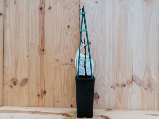 Grosella blanca, Ribes Rubrum "White"