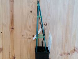 Grosella blanca, Ribes Rubrum "White"