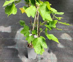 Grosella blanca, Ribes Rubrum "White"